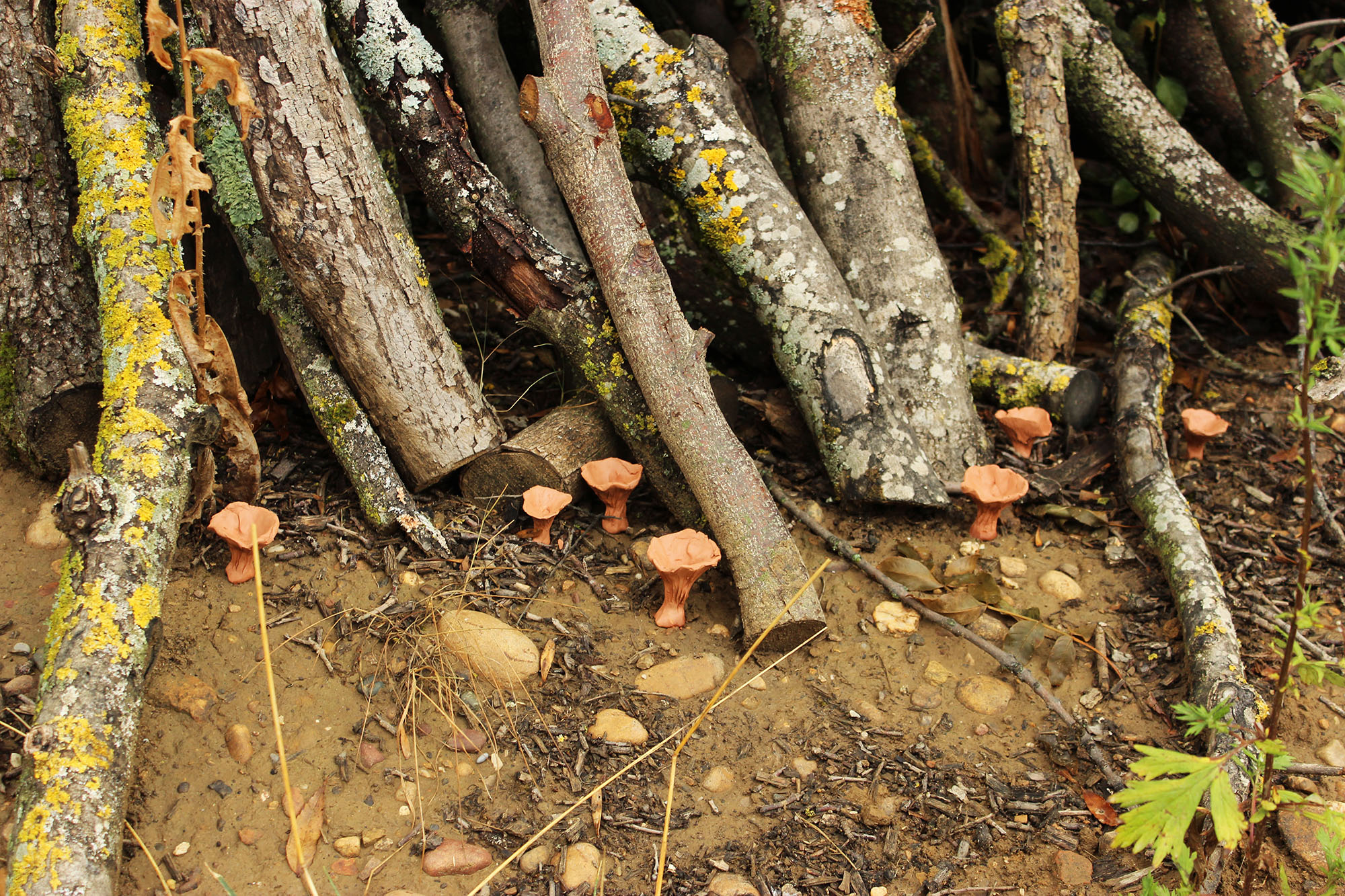 des sculptures de chanterelles en terre crue rouge sont posées devant un tas de bois.