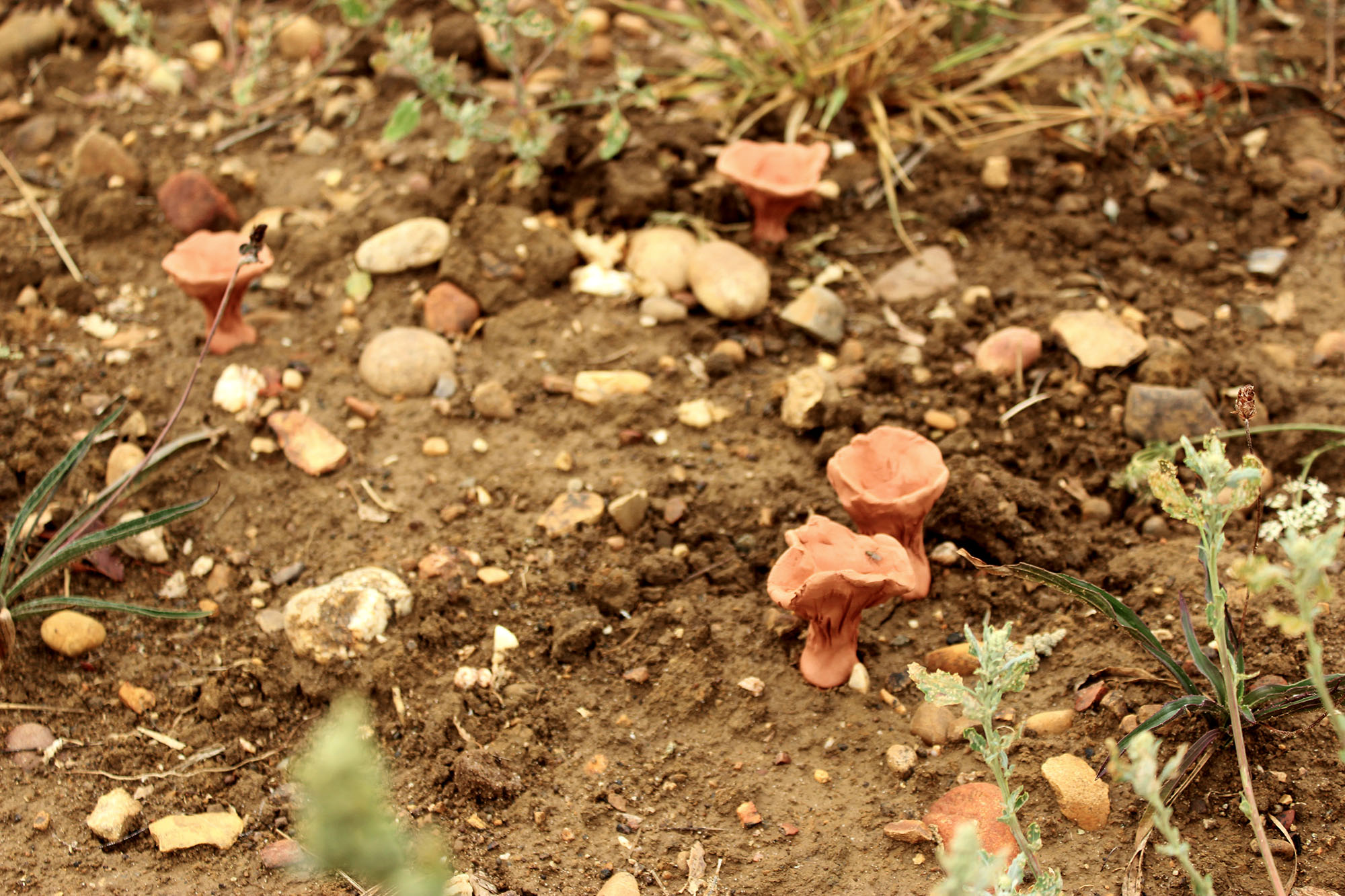 des sculptures de chanterelles en terre crue rouge sont posées dans un champs.