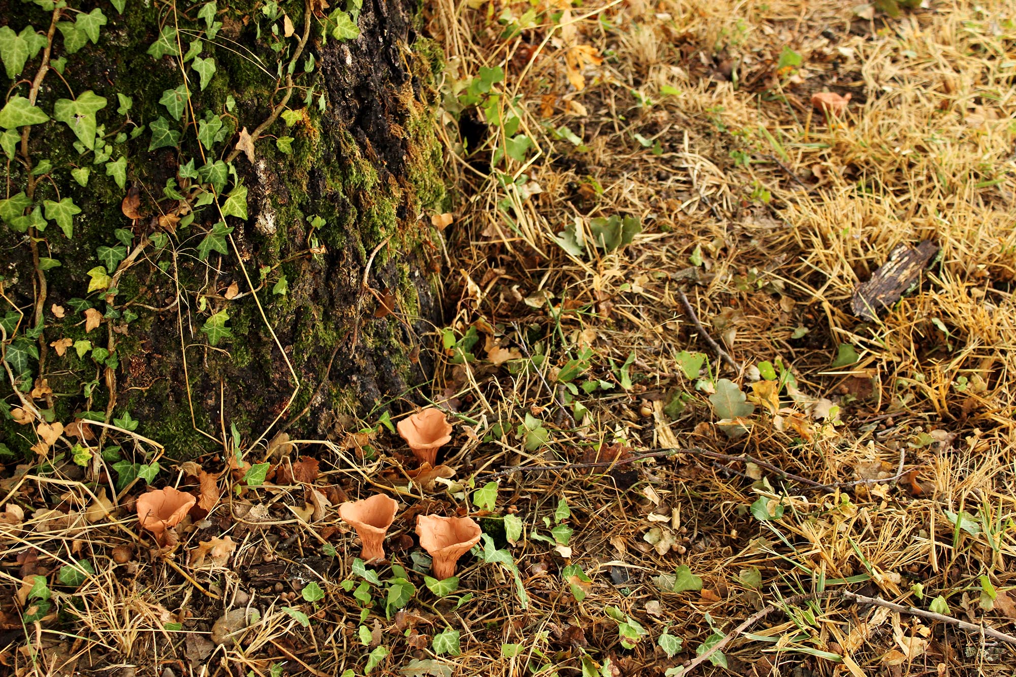 des sculptures de chanterelles en terre crue rouge sont posées au pied d'un arbre.